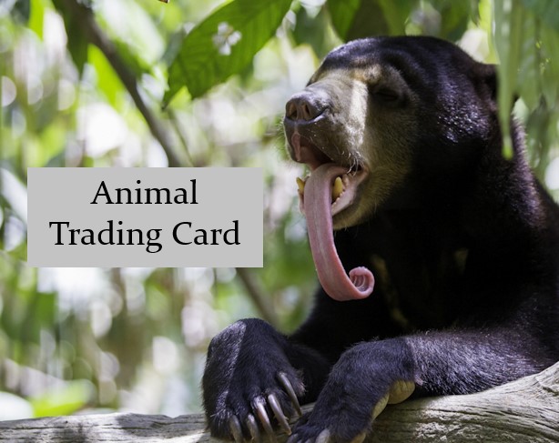 Animal Trading Card